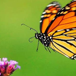 Meet your Posher, Alice